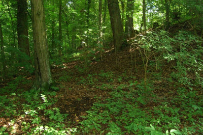 Der Wald - Sportstadion (nicht nur) des Orientierungsläufers