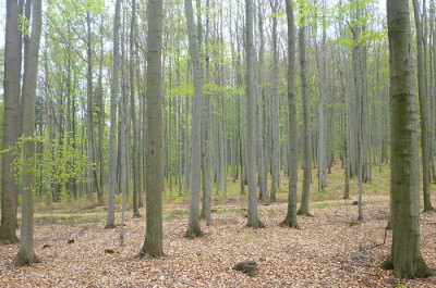 Tharandter Laubwald