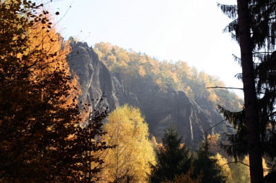 Der Wald - Austragungsort vieler Orientierungssportveranstaltungen.